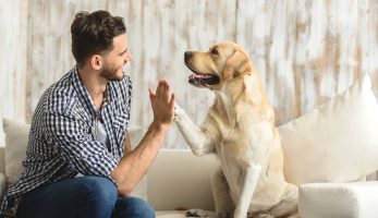 Man giving a dog a high five